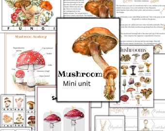 Mushroom unit study, MUshroom life cycle, fall nature study, mushroom activities, mushroom anatomy,