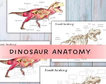May include: Educational prints featuring dinosaur anatomy and fossil anatomy diagrams. The dinosaur anatomy print shows a detailed illustration of a dinosaur's internal organs. The fossil anatomy print displays a dinosaur skeleton. The text "Dinosaur Anatomy" is visible.