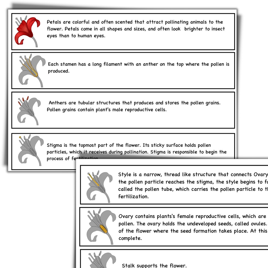 Flower Anatomy Printable, Parts of a Flower, 3 Part Cards Flower ...