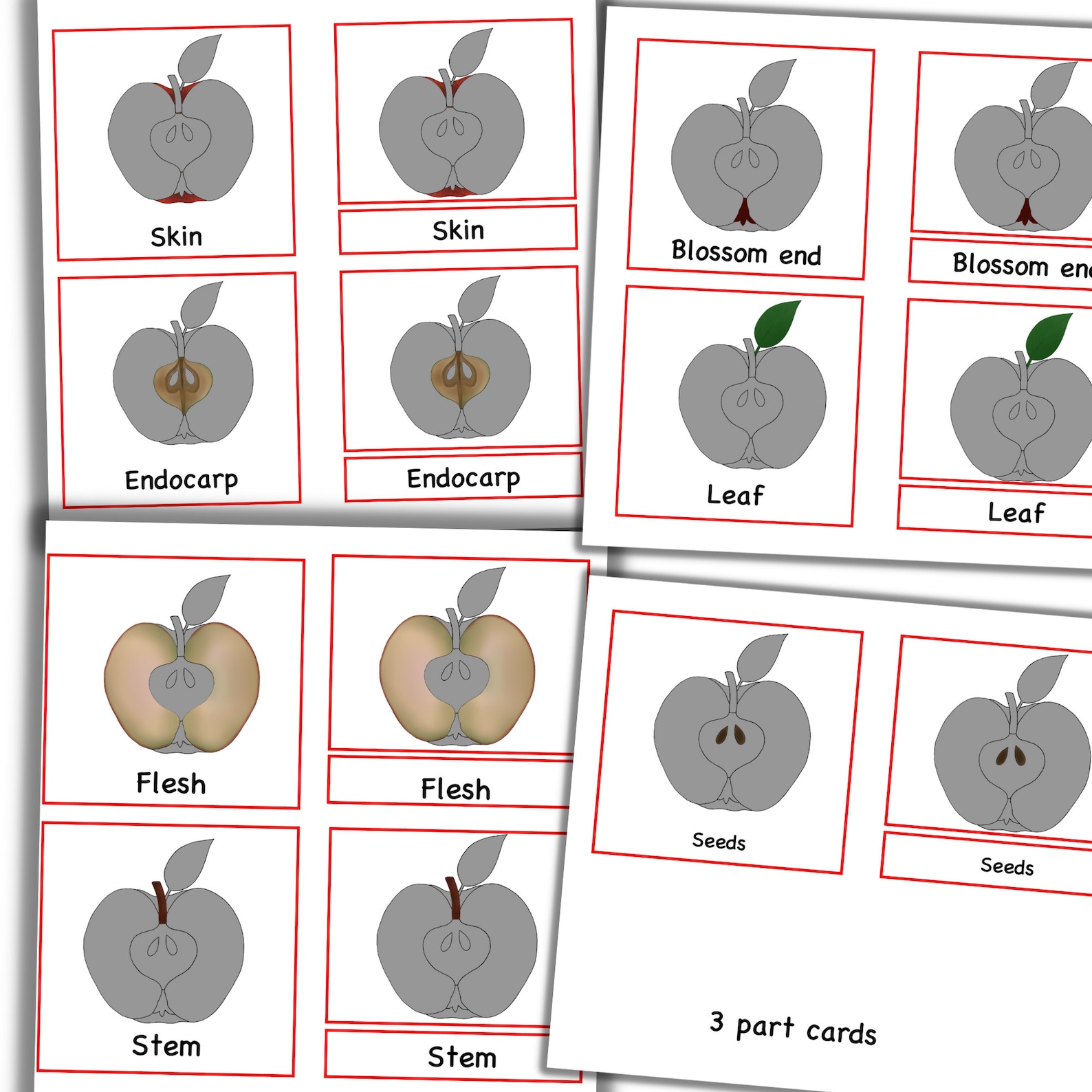 Apple Unit Study, Apple Anatomy, Parts of an Apple, Apple Printable ...