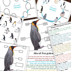 Penguin mini unit, Penguin lifecycle, Penguin anatomy, Winter activity, Antarctica activity
