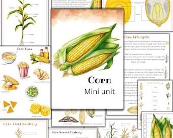 Corn unit study, Corn plant anatomy, Corn life cycle, fall unit, nature study,