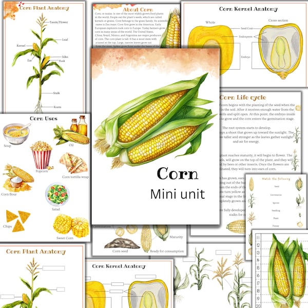 Corn unit study, Corn plant anatomy, Corn life cycle, fall unit, nature study,