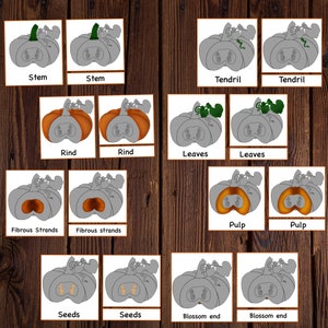 Pumpkin unit study printable, Pumpkin lifecycle, Parts of Pumpkin, Pumpkin 3 part cards, Pumpkin puzzle , Fall activity, Halloween activity image 6