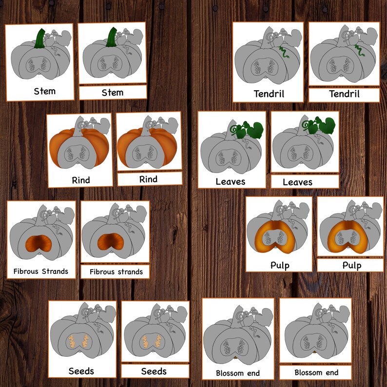 Pumpkin unit study printable, Pumpkin lifecycle, Parts of Pumpkin, Pumpkin 3 part cards, Pumpkin puzzle , Fall activity, Halloween activity image 6