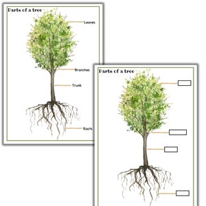 Partes de un rompecabezas de árboles, estudio de unidades de árboles, anatomía de árboles, árbol de tarjetas de 3 partes, coloración de árboles, estudio de unidades de naturaleza, actividades imprimibles de árboles