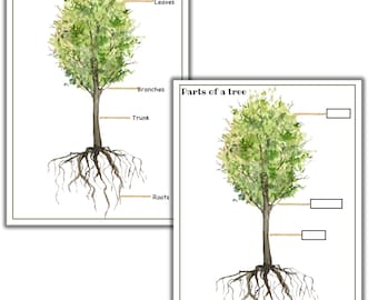 Parties d'un puzzle d'arbre, étude d'unité d'arbre, anatomie d'arbre, arbre de cartes en 3 parties, coloration d'arbre, étude d'unité de nature, activités imprimables d'arbre