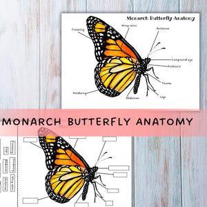 Könnte beinhalten: Zwei Illustrationen der Anatomie eines Monarchfalters. Das obere Bild zeigt eine detaillierte Abbildung mit Beschriftungen wie "Forewing", "Hindwing" und "Antenna". Der Text "MONARCH BUTTERFLY ANATOMY" befindet sich unten.