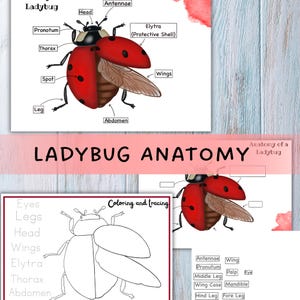Puede incluir: Impresión educativa que muestra la anatomía de una mariquita. El diagrama detalla las partes del insecto, como la cabeza, el tórax, el abdomen y las alas. La mariquita es roja con puntos negros. Se muestra el texto "LADYBUG ANATOMY".