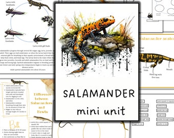 Może przedstawiać: Akwarelowa ilustracja salamandry z pomarańczowymi i czarnymi oznaczeniami, siedzącej na skale. Obraz jest częścią zasobu edukacyjnego "mini jednostka Salamandra", z diagramami i tekstem o salamandrach.