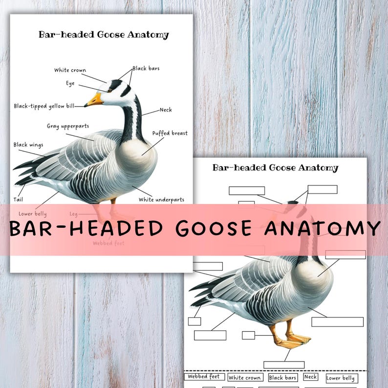 BAR-HEADED GOOSE Anatomy, Goose Printable - Etsy
