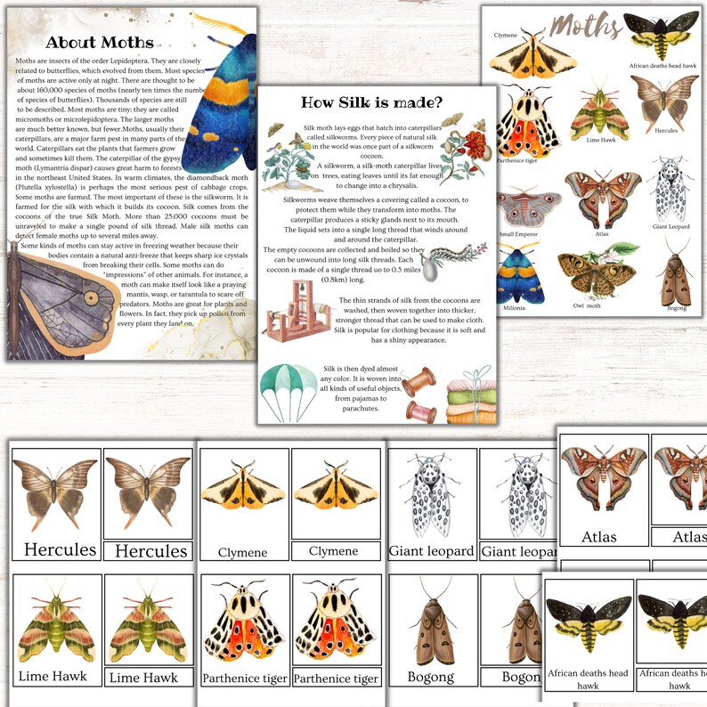 K&ouml;nnte beinhalten: Ein farbenfrohes Lernspiel &uuml;ber Motten mit Illustrationen verschiedener Mottenarten, darunter der Atlas-Spinner, der Herkules-Spinner, der Lime Hawk-Spinner, der Clymene-Spinner, der Giant Leopard-Spinner, der Bogong-Spinner und der African Death's Head Hawk-Spinner. Die Tafel enth&auml;lt auch Informationen dar&uuml;ber, wie Seide aus Seidenraupenkokons hergestellt wird.