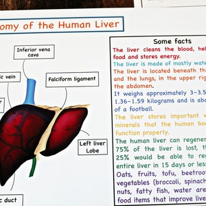 Menselijke leveranatomie afdrukbare activiteit, leverpuzzel, levernomenclatuurkaarten, leverkleuren, Kids Science, Home School, menselijk lichaam eenheid