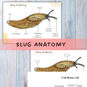 May include: Educational print featuring a detailed illustration of slug anatomy. The diagram labels various parts, including the mantle, tentacles, and foot fringe. The title "SLUG ANATOMY" is prominently displayed in large letters.