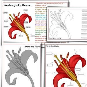 Anatomia kwiatów do druku, części kwiatu, 3-częściowe karty anatomii kwiatów, badanie natury źródeł,