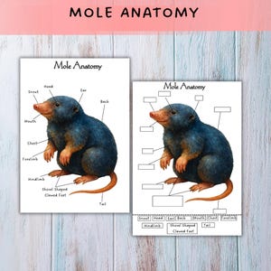 May include: Two educational prints titled "Mole Anatomy" feature detailed illustrations of a mole, with labeled anatomical parts. The mole is depicted in a dark blue hue with a tan snout and tail. The prints are set against a light blue wood-grain background.