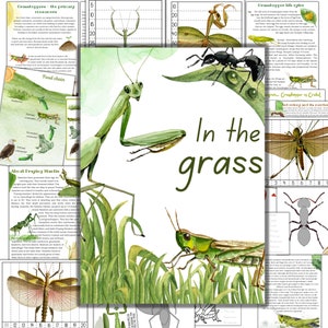 Insecteneenheidsstudie, minibeeststudie, sprinkhaaneenheid, miereneenheid, anatomie bidsprinkhaan, levenscyclus bidsprinkhaan, natuureenheid, mierenkolonie