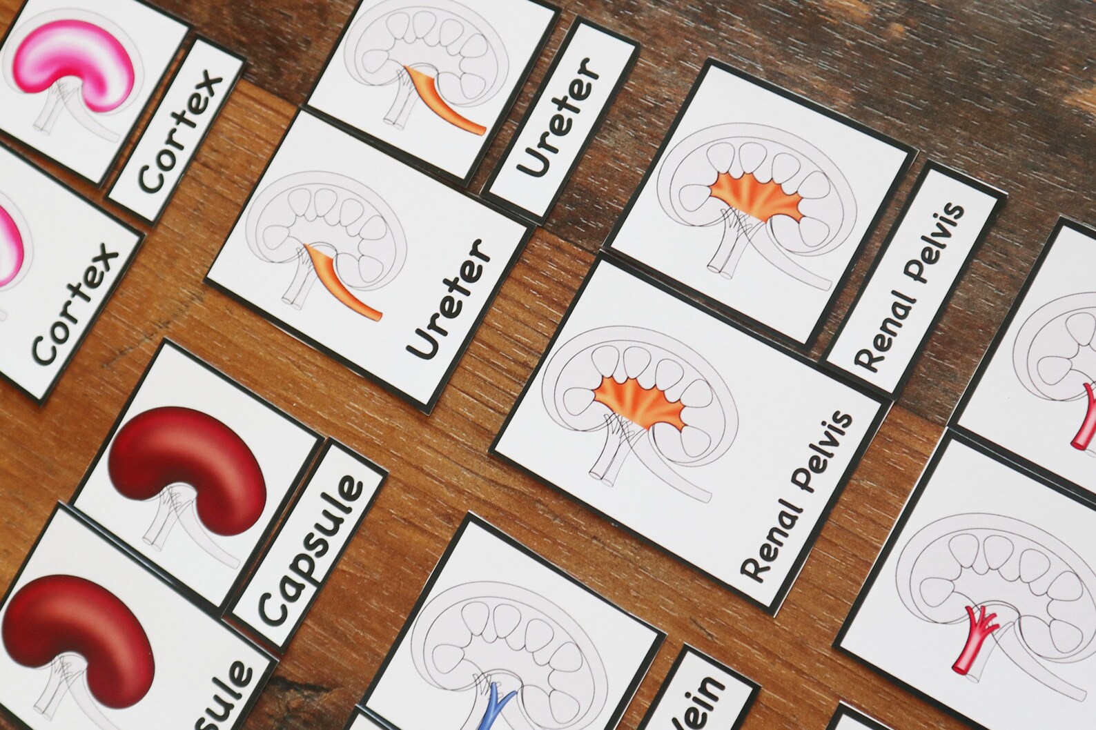 Human Kidney Anatomy Printable Activity Kidney Puzzle Kidney - Etsy UK