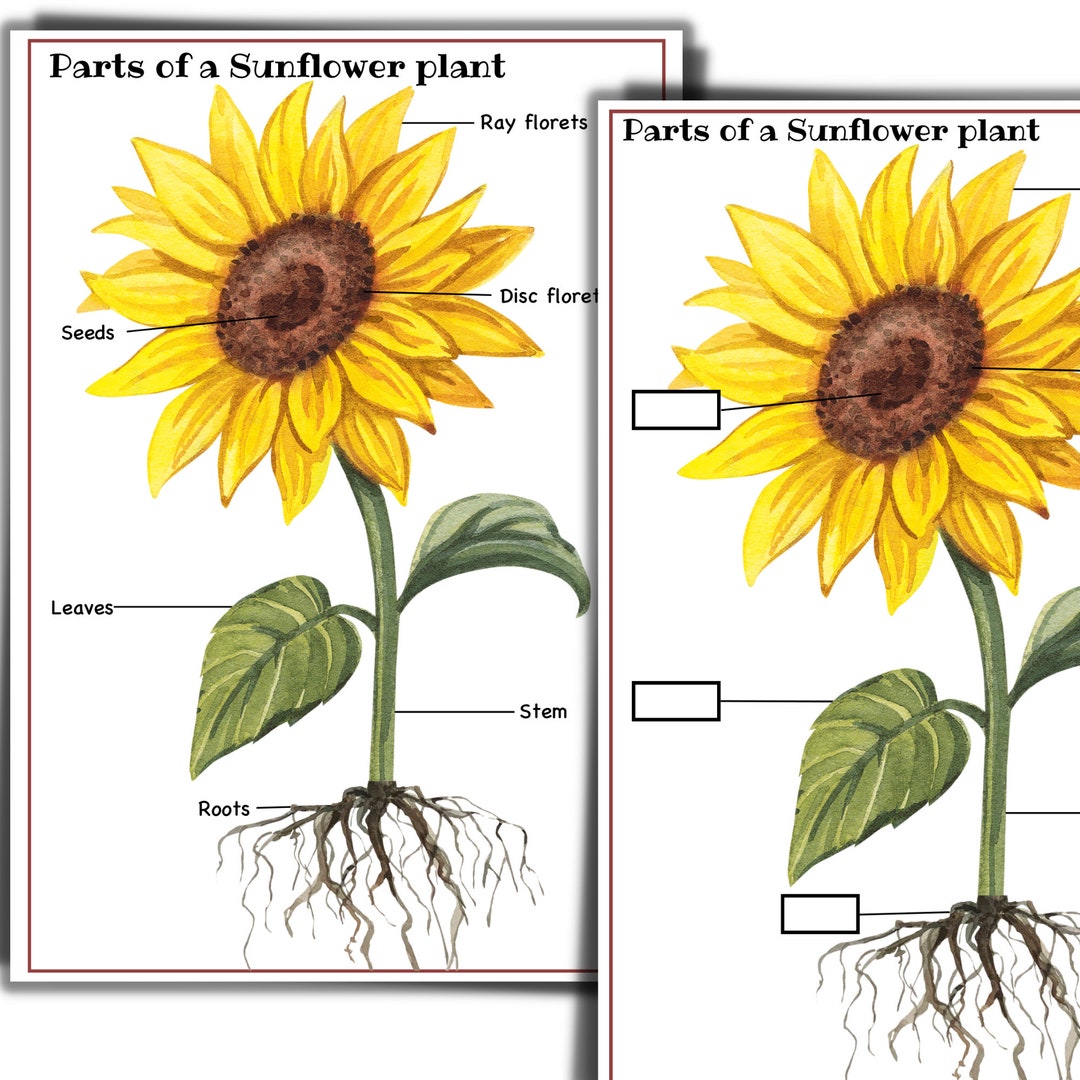 Sunflower Unit Sunflower Life Cycle Parts of a Sunflower Nature Study ...