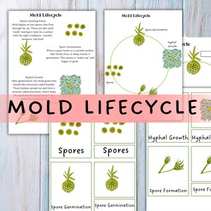 May include: Educational print illustrating the mold lifecycle. The diagram details the stages of mold growth, including spores, germination, and hyphal growth. The title "MOLD LIFECYCLE" is displayed. The illustrations are in green and white.