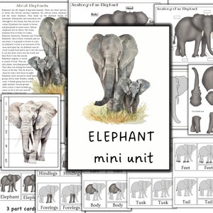 Mini-eenheidstudie van olifanten, anatomie van olifanten, levenscyclus van olifanten, olifantensoorten, studie van zoogdieren