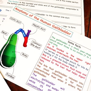 Human Gallbladder Anatomy Printable Activity, Gallbladder Puzzle , Gallbladder coloring, Kids Science fun, Digestive system, Human body unit
