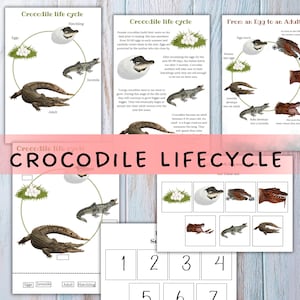 Puede incluir: Impresiones educativas que ilustran el ciclo de vida del cocodrilo, desde los huevos hasta la edad adulta. La imagen incluye diagramas, texto e ilustraciones de huevos, crías, juveniles y cocodrilos adultos. Se muestra el título "CROCODILE LIFECYCLE".