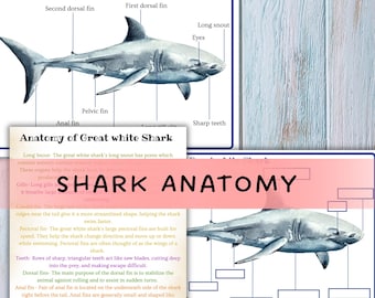 May include: Educational poster titled "Shark Anatomy" featuring a watercolor illustration of a great white shark. Labeled parts include fins, snout, and teeth. The poster includes detailed text descriptions of shark anatomy.