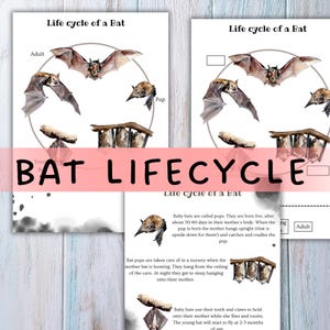 Puede incluir: Impresión educativa que muestra el ciclo de vida de un murciélago, con ilustraciones de murciélagos adultos y crías. El texto "BAT LIFECYCLE" se muestra de forma destacada. Incluye detalles sobre el desarrollo y comportamiento.