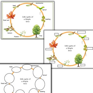 Ahorn Baum Lebenszyklus, Bäume Einheit Studie, Ahorn Baum, Natur Einheit Studie, Baum druckbare Aktivitäten, Baum Puzzles