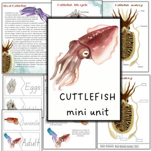 Cuttlefish mini unit, Cuttlefish printable activities, Cuttlefish life cycle, Mollusk study