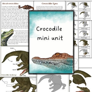 Crocodile mini unit study, crocodile puzzle printable, crocodile activities printable, Reptiles activities