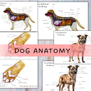 Puede incluir: Impresiones educativas sobre anatomía canina. Las imágenes muestran diagramas de anatomía interna y externa, incluidas ilustraciones etiquetadas de los órganos y partes del cuerpo del perro. El texto "DOG ANATOMY" se muestra en una pancarta rosa.