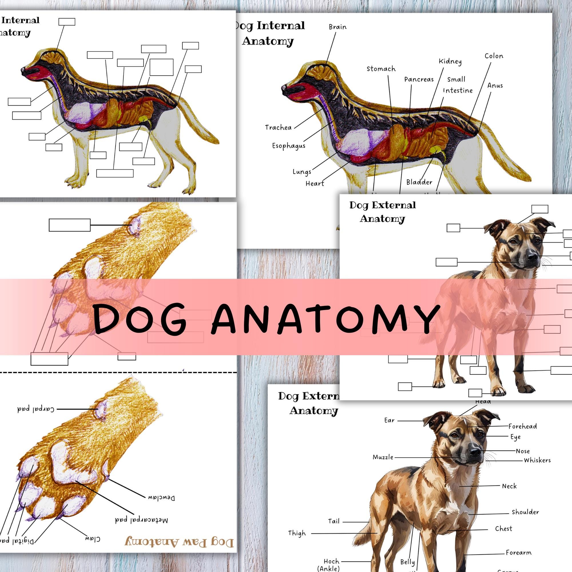DOG ANATOMY, Parts of A Dog Body, Canine Anatomy, Canine