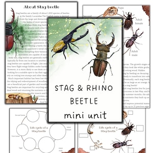 Stag beetle mini unit, Rhinoceros beetle mini unit, Stag beetle printable puzzle, Beetles activities