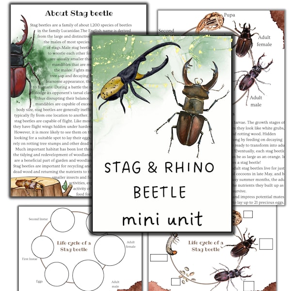 Stag beetle mini unit, Rhinoceros beetle mini unit, Stag beetle printable puzzle, Beetles activities