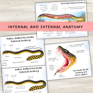 Puede incluir: Pósteres educativos que detallan la anatomía interna y externa de una serpiente marina de vientre amarillo. Los pósteres incluyen diagramas etiquetados de los órganos, el sistema venenoso y las partes del cuerpo de la serpiente. Se muestra el texto "INTERNAL AND EXTERNAL ANATOMY".