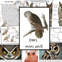 Bats Unit Study: Life Cycle, Anatomy, Homeschool Printable (instant ...