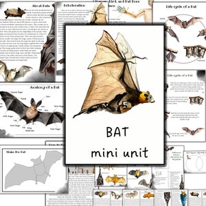 Fledermaus mini Einheitsstudie, Fledermaus Anatomie, Fledermaus Lebenszyklus, Fledermaus Poster Wasserfarbe, Natur Einheitsstudie, Säugetiere Studie