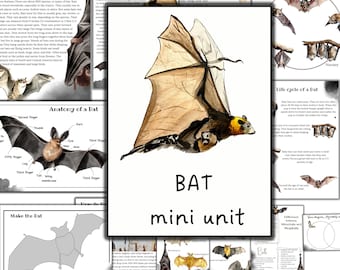 Bat mini unit study, Bat anatomy, Bat life cycle, Bats poster watecolor, nature unit study, mammals study