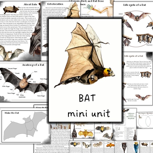 Bat mini unit study, Bat anatomy, Bat life cycle, Bats poster watecolor, nature unit study, mammals study