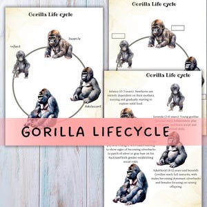 May include: Educational print illustrating the gorilla life cycle. The diagram shows the stages of development from infancy to adulthood, with descriptive text. The title "GORILLA LIFECYCLE" is displayed across the bottom.