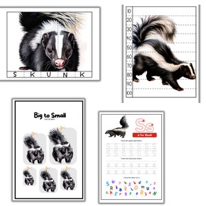 Skunk Mini Unit Study, Skunk Anatomy, Skunk Life Cycle, Summer Activity