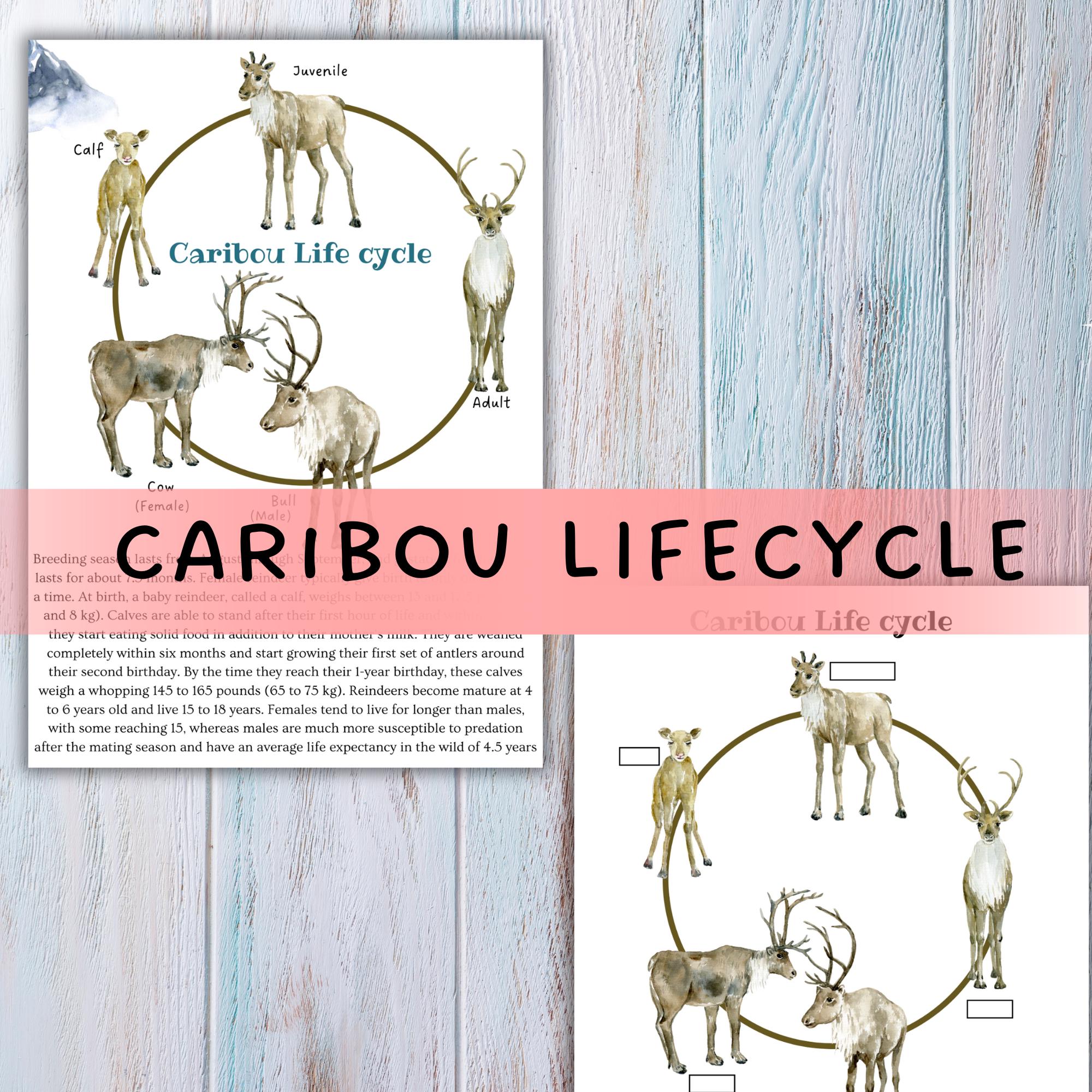 caribou 専用 BRIEFING KINASH CYCLE Caribou Life Cycle - Etsy Hong Kong