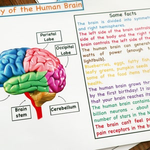Human Brain Anatomy Printable Activity, Brain Puzzle, Brain ...