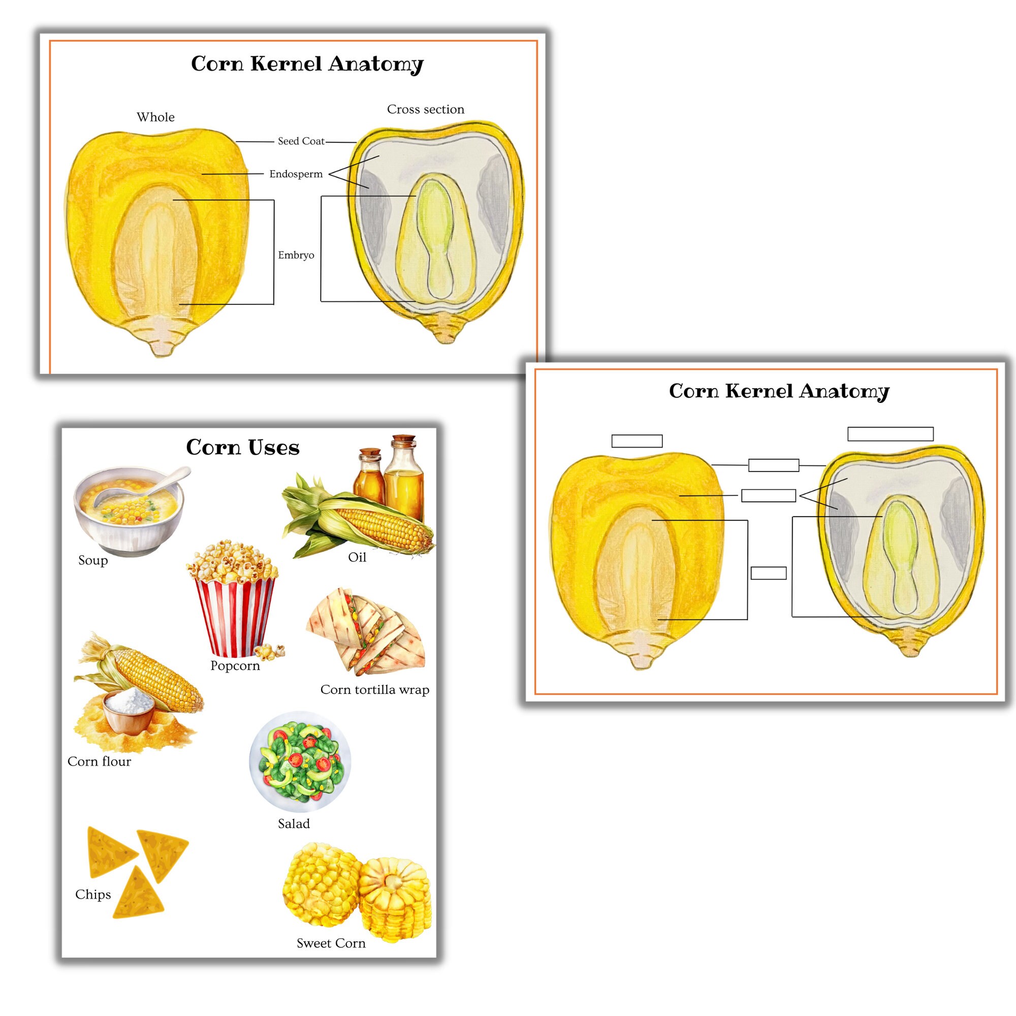 Corn unit study, Corn plant anatomy, Corn life cycle, fall unit, nature