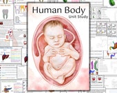 Human body unit study, Skeleton anatomy, Heart anatomy, Brain anatomy, Human organs printable, human body busy book, Tooth anatomy
