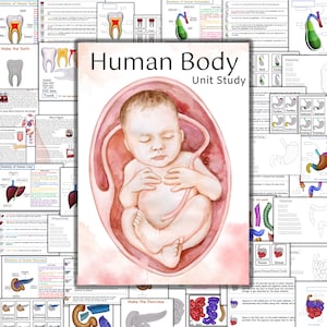 Human body unit study, Skeleton anatomy, Heart anatomy, Brain anatomy, Human organs printable, human body busy book, Tooth anatomy