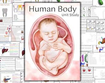 Human body unit study, Skeleton anatomy, Heart anatomy, Brain anatomy, Human organs printable, human body busy book, Tooth anatomy