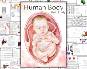 Human body unit study, Skeleton anatomy, Heart anatomy, Brain anatomy, Human organs printable, human body busy book, Tooth anatomy